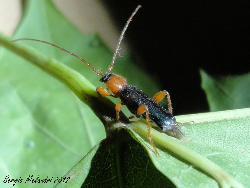 Phymatodes testaceus bicolore